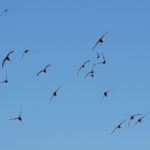 1200px-Apus_apus_flock_flying