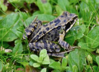 Bilderbogen Ostfriesland Frosch Loquard Krummhörn