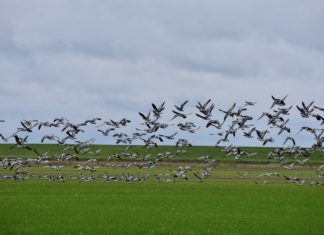 Wildgänse zu Gast in Loquard am Deich