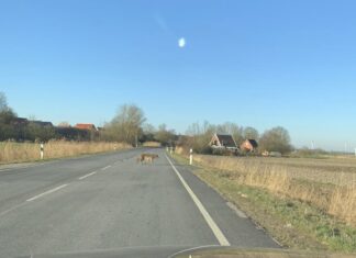 Ein Wolf kreuzt die Landesstrasse 2 bei Emden Wybelsum